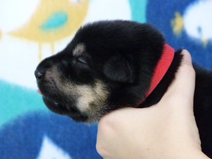 chinook puppy